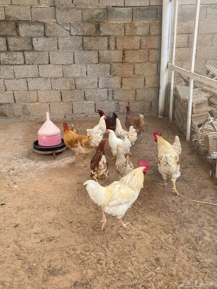 دجاج لوهمان 2