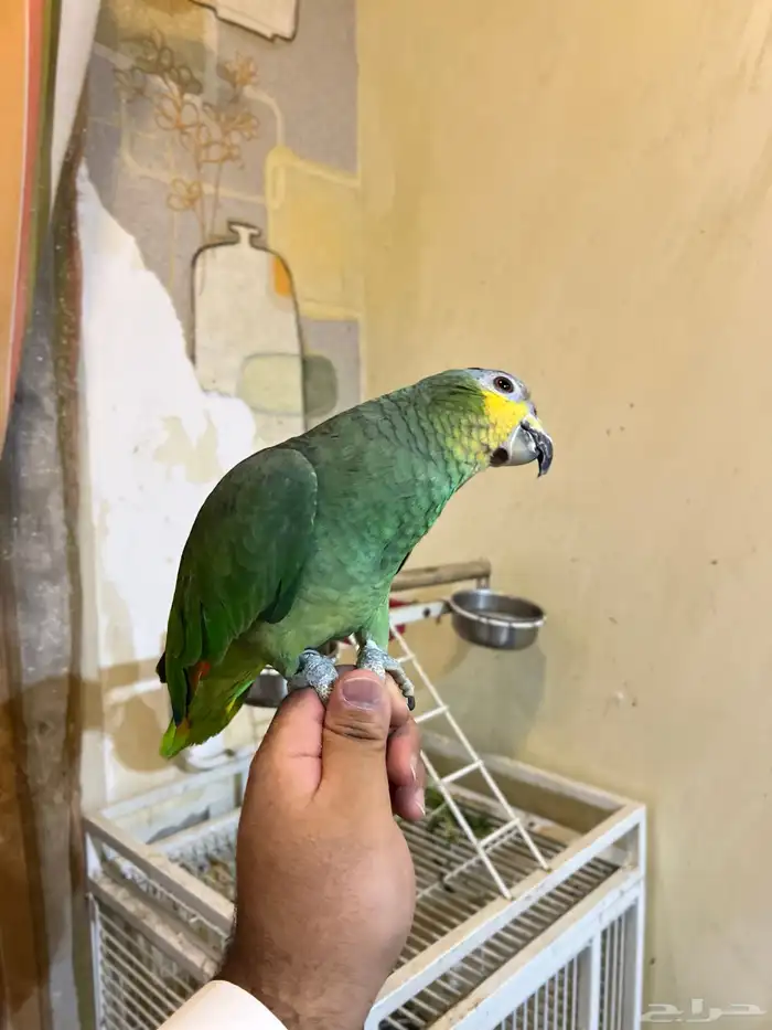 تمالبيع امزون أليف جدا جدا صحه و نظافه شرط الببغاء 11