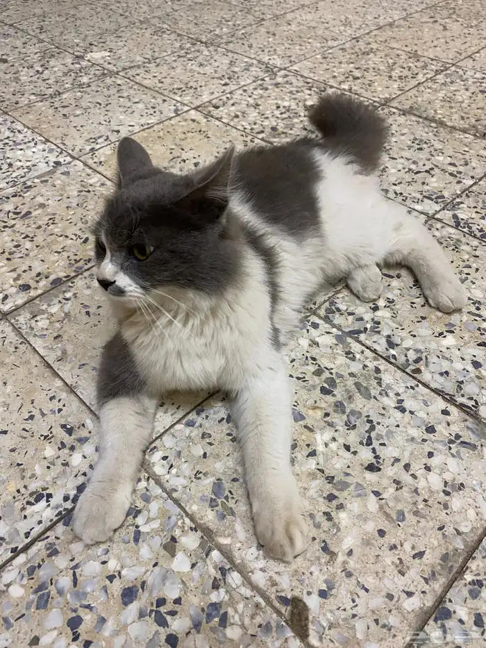 قطه اسمها جوهوره اليفه 0