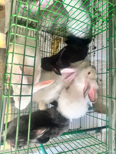 للبيع ارانب بالطائف على مستويات عاليه 3