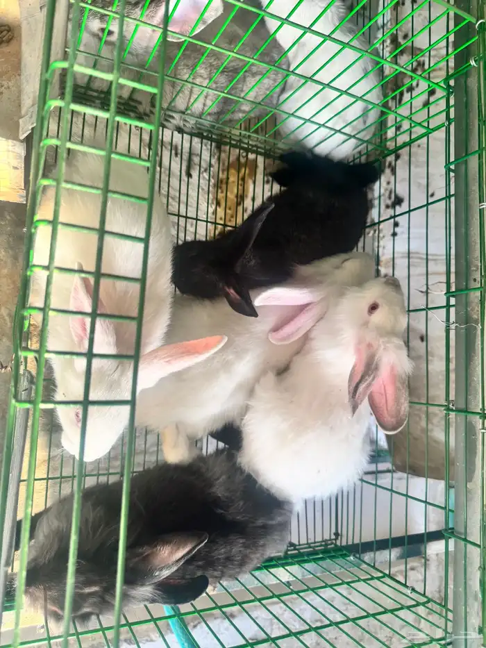 للبيع ارانب بالطائف على مستويات عاليه 3