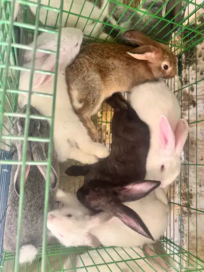 للبيع ارانب بالطائف على مستويات عاليه 2
