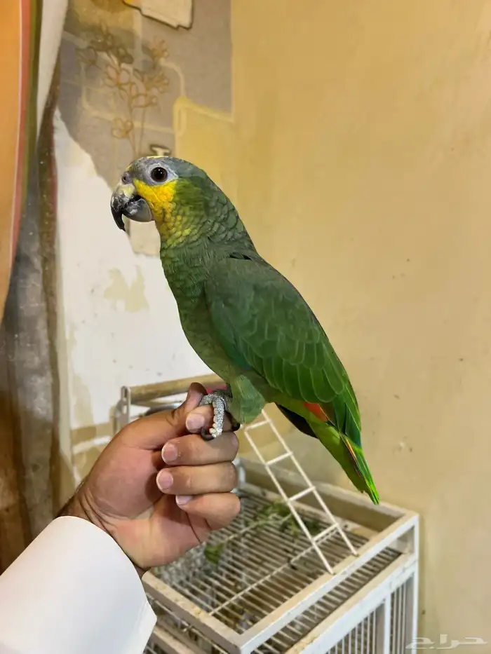 تمالبيع امزون أليف جدا جدا صحه و نظافه شرط الببغاء 10