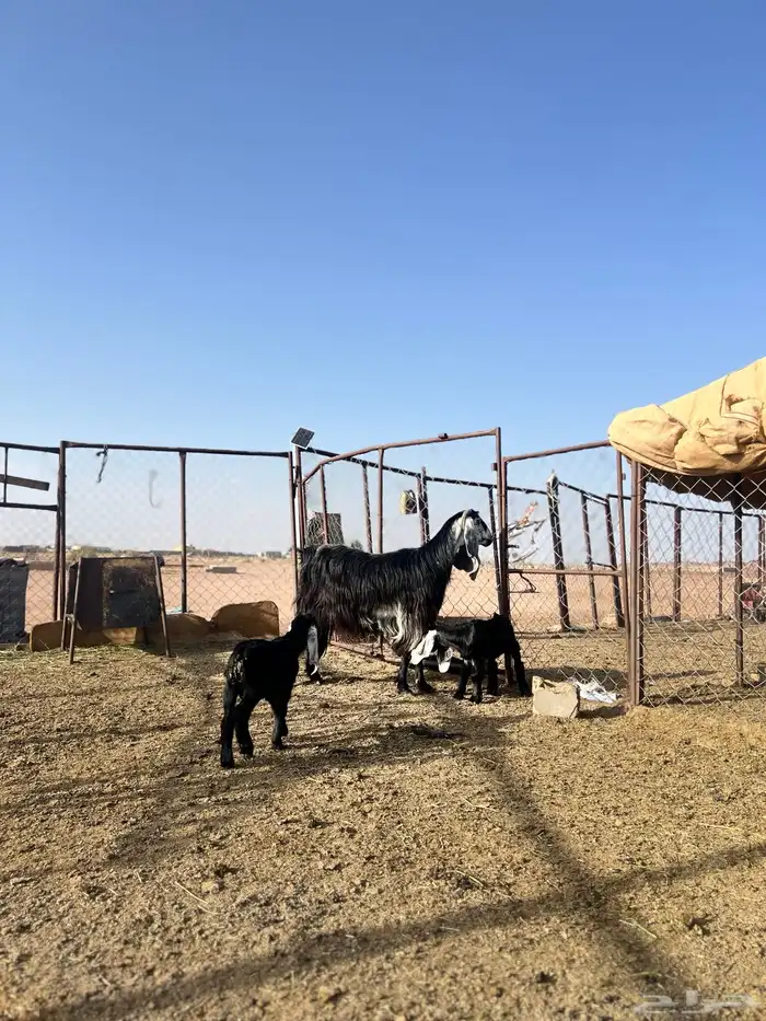 عنز عارضيه صنف معها 2 تم البيع 0