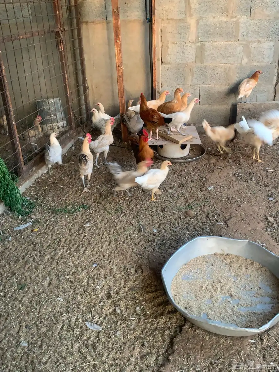 للبيع دجاج فيومي 3