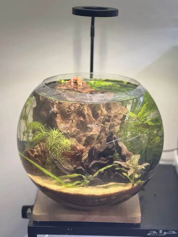 احواض اسماك وشرمب دائرية تحفة فنية 14