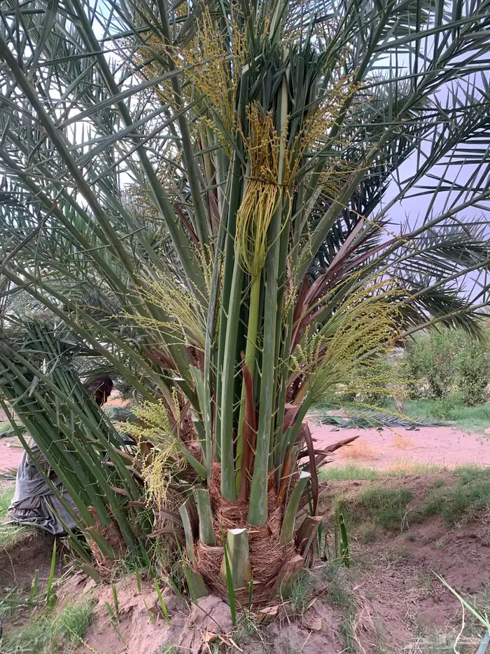عجوة برني مجدول 1