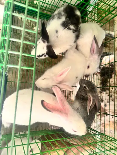 للبيع ارانب بالطائف على مستويات عاليه 1