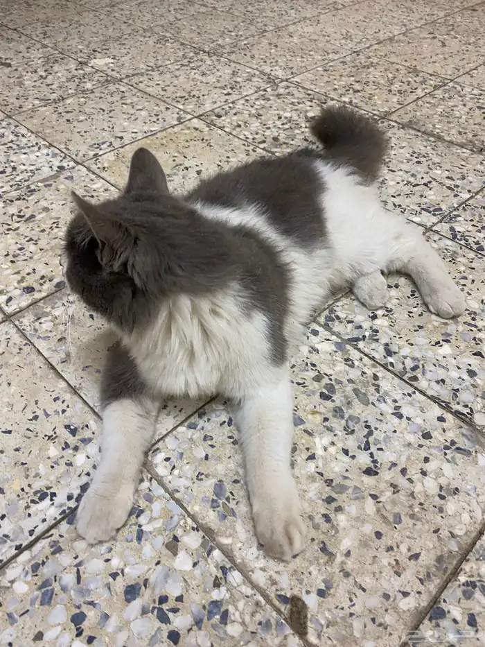 قطه اسمها جوهوره اليفه 1
