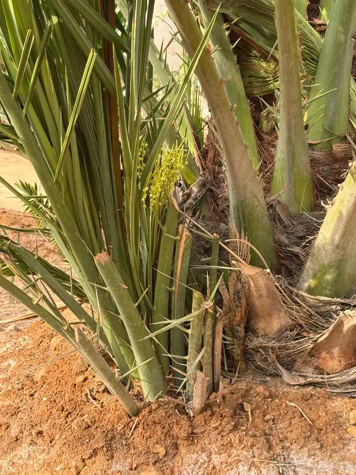 حيش نخل صقعي 1