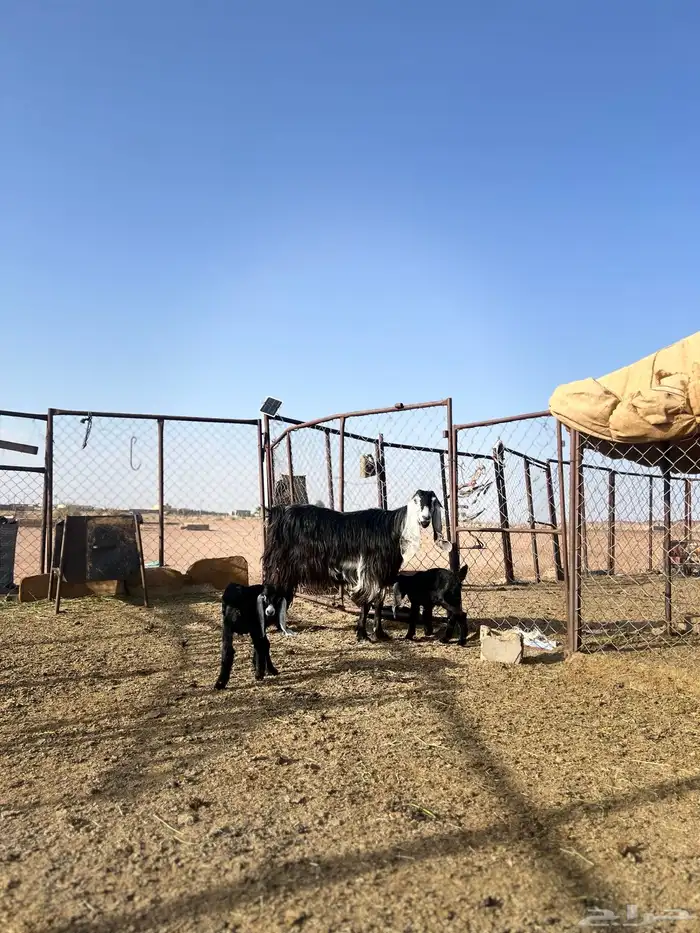 عنز عارضيه صنف معها 2 تم البيع 1