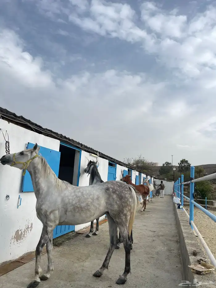 اسطبل ستار هورس 2