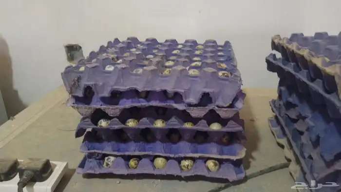 بيض سمان 0