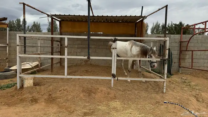 للبيع شبك خيل وبعارين 0