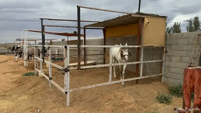 للبيع شبك خيل وبعارين 2