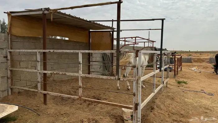 للبيع شبك خيل وبعارين 3