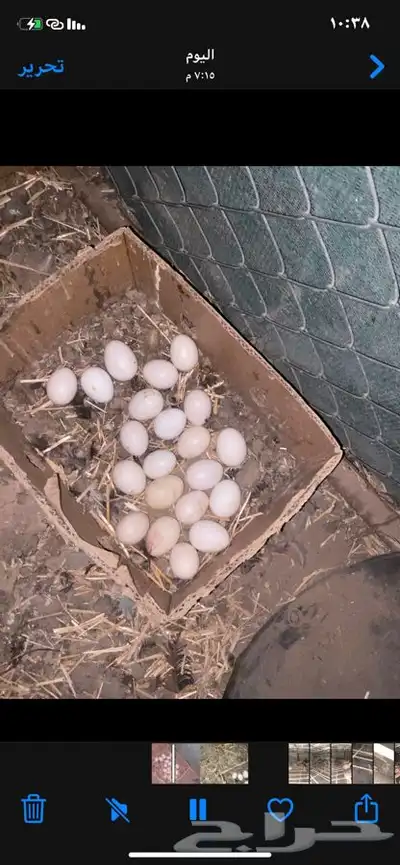 دجاج  بلدي 5