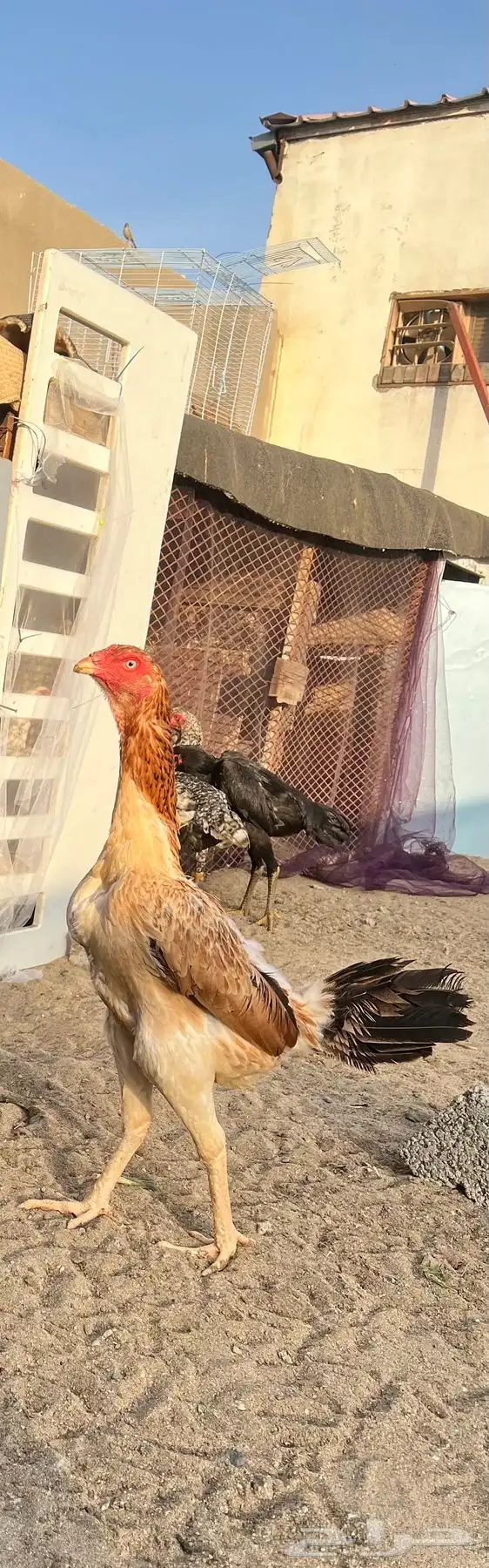 شامو ياباني مع صوصها (( تم البيع )) 0