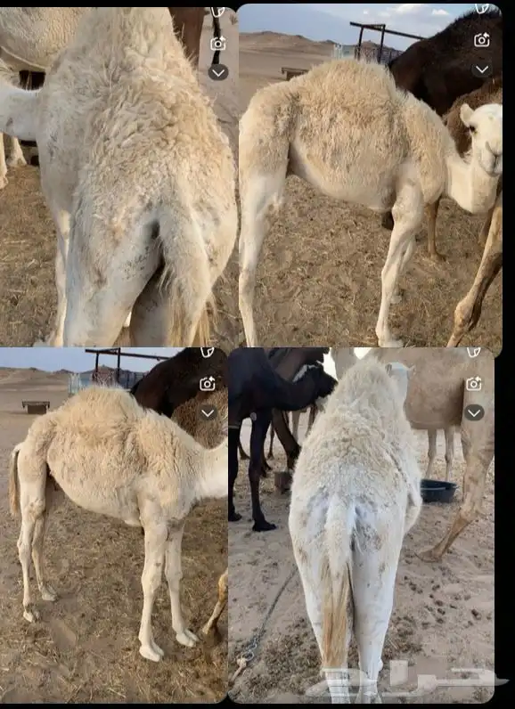 قعود البيع طيب 0
