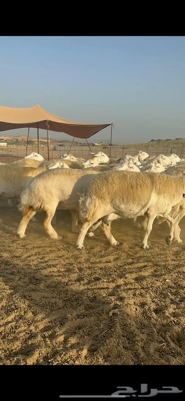 غنم حرية صنف جروم حرش فاخر العدد 70 بلفحل 2