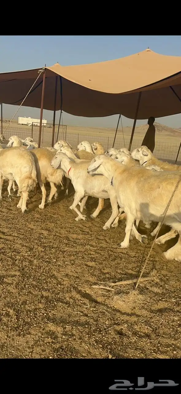غنم حرية صنف جروم حرش فاخر العدد 70 بلفحل 4