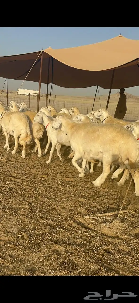 غنم حرية صنف جروم حرش فاخر العدد 70 بلفحل 1