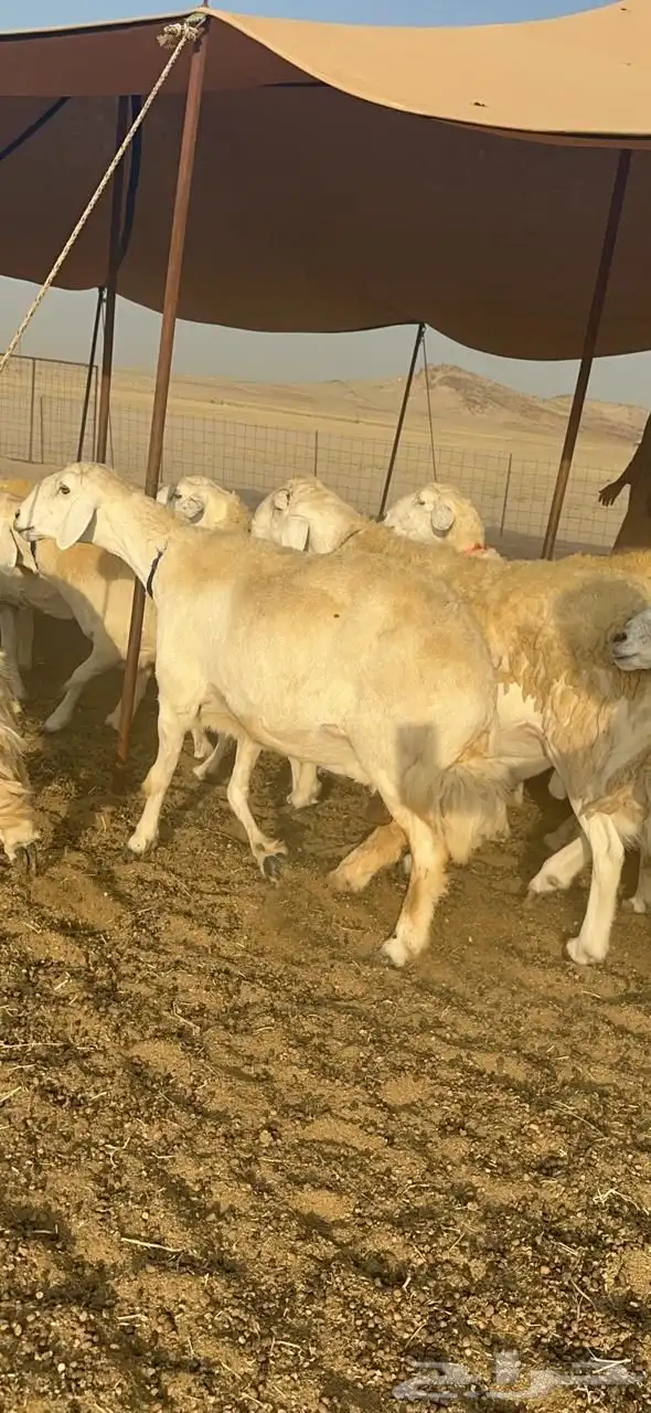 غنم حرية صنف جروم حرش فاخر العدد 70 بلفحل 3