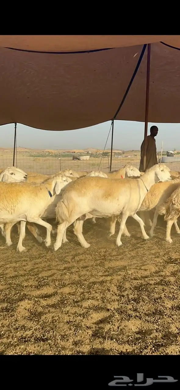 غنم حرية صنف جروم حرش فاخر العدد 70 بلفحل 0