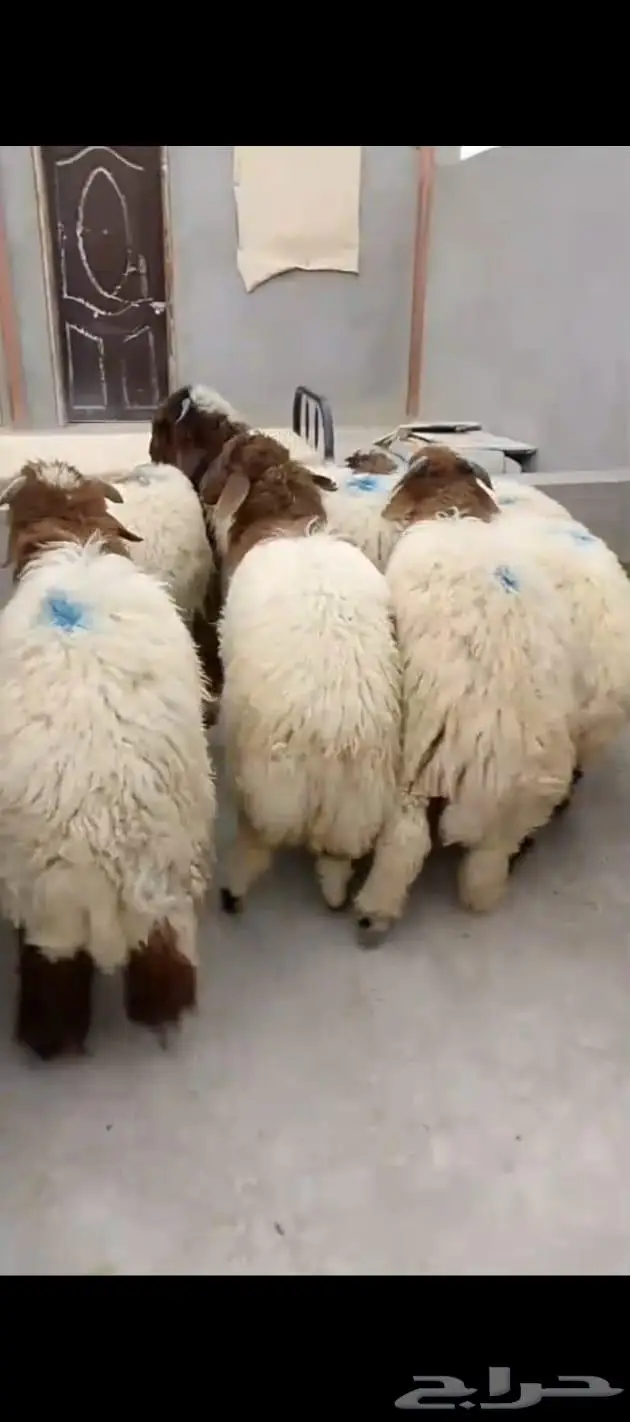 متوفر تابي و تمارا خرفان نعيمي وحري 0