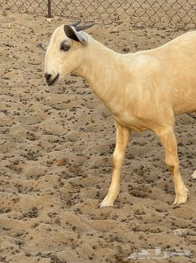 فرديه إضغط عالي شيء فاخر من الاخر(تم اللبيع) 4