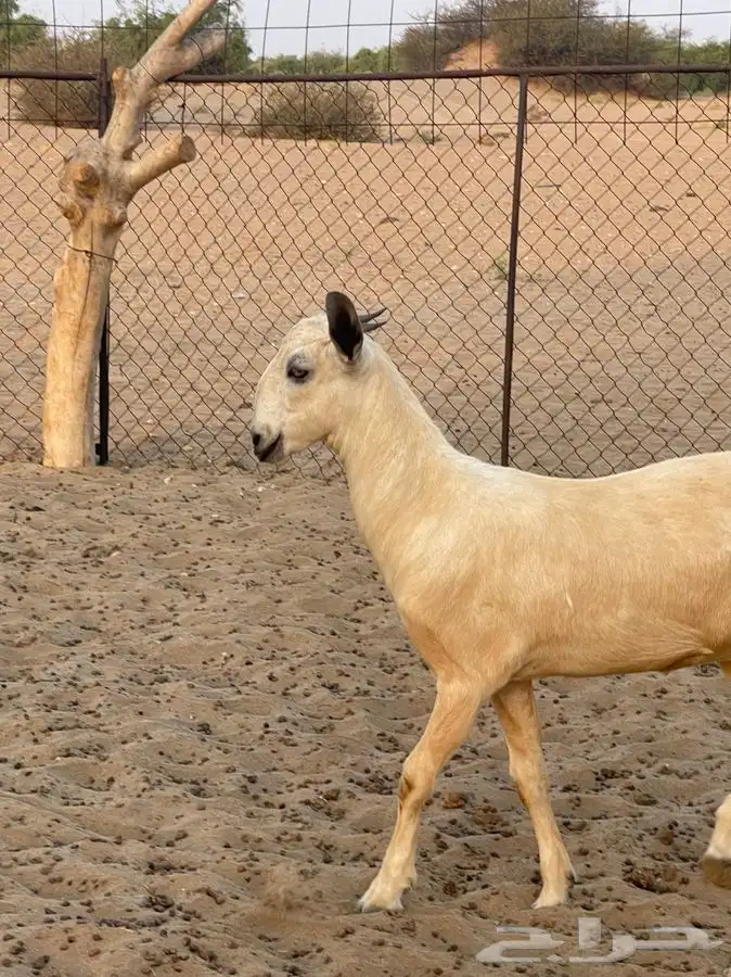 فرديه إضغط عالي شيء فاخر من الاخر(تم اللبيع) 0
