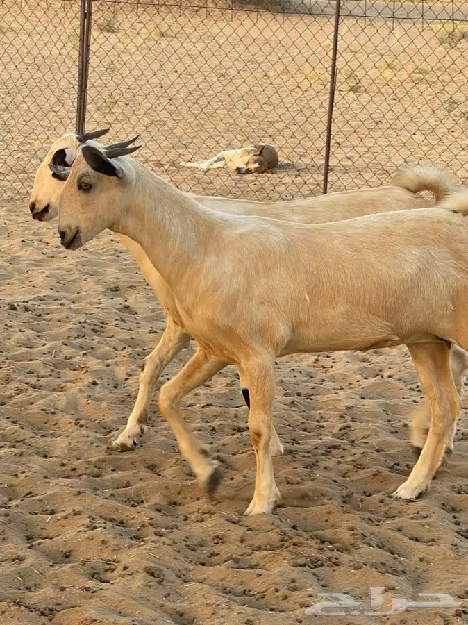 فرديه إضغط عالي شيء فاخر من الاخر(تم اللبيع) 3