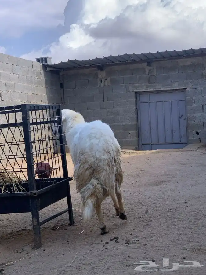 ذبايح مرابي عسير 4
