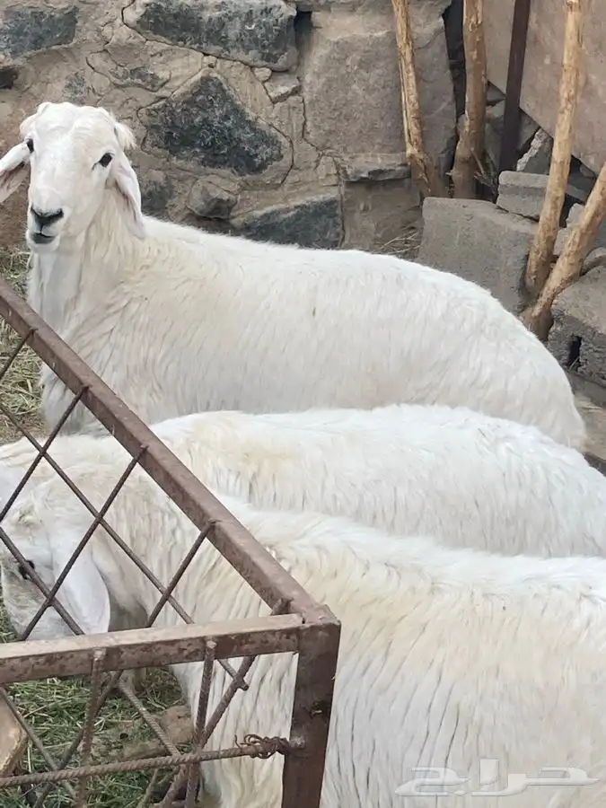 ذبايح مرابي عسير 13