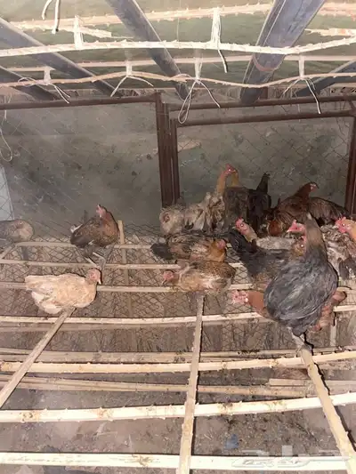 دجاج  بلدي 2