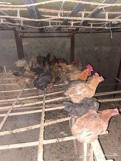 دجاج  بلدي 1