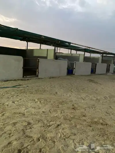ايواء خيل 1