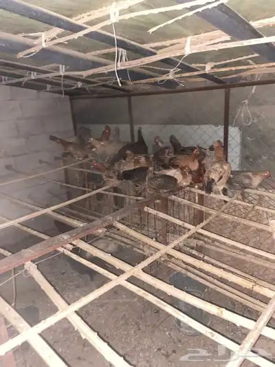 دجاج  بلدي 0
