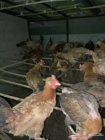 دجاج  بلدي 3