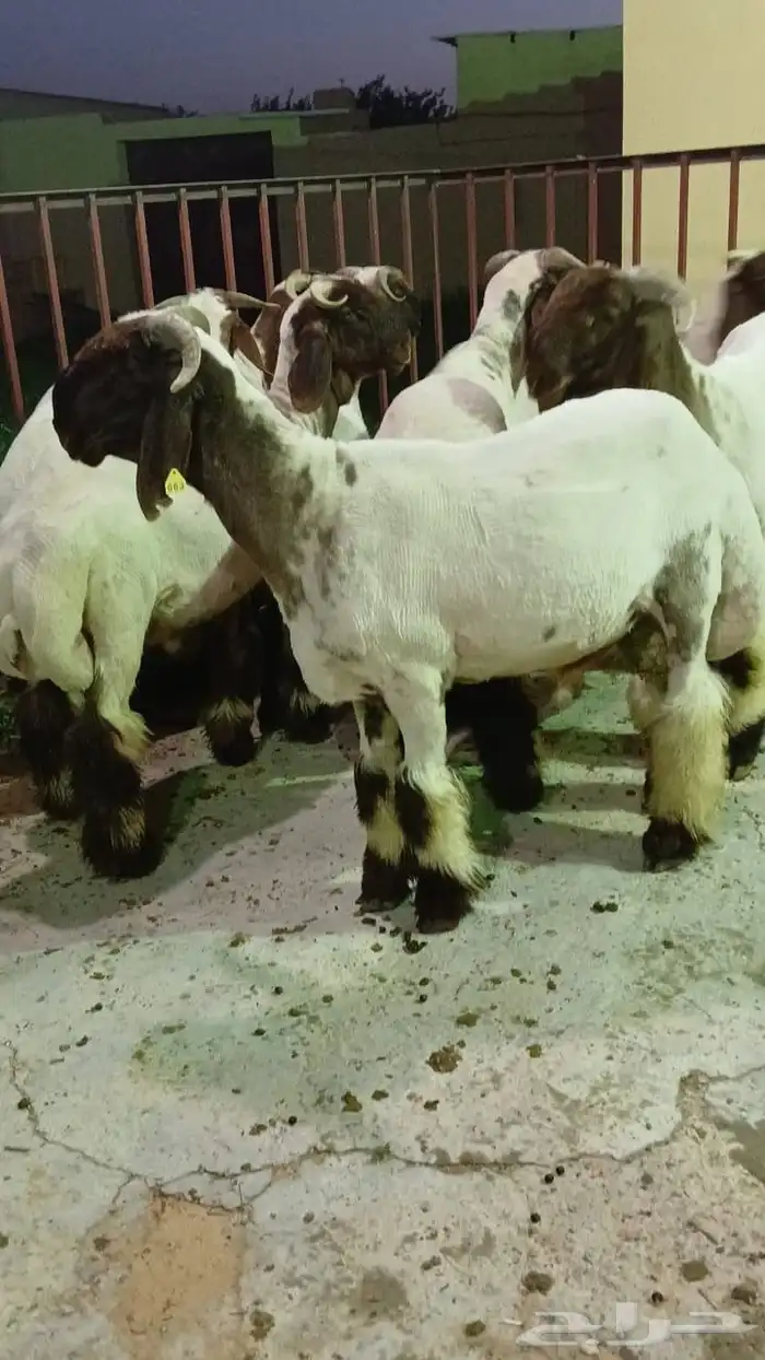 جذعان نعيم فحول 0