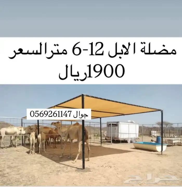 مضلة الابل 1