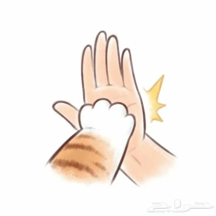 فندقة قطط بالبيت 0