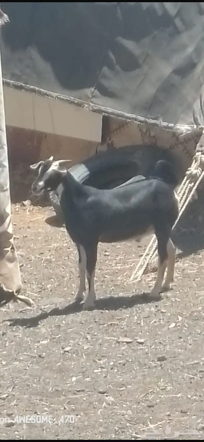 تيس احو 2