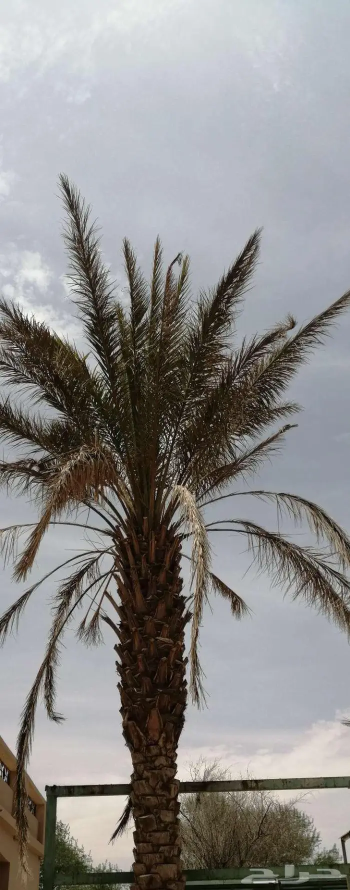 مطلوب شريك لديه 7 مليون ريال 0