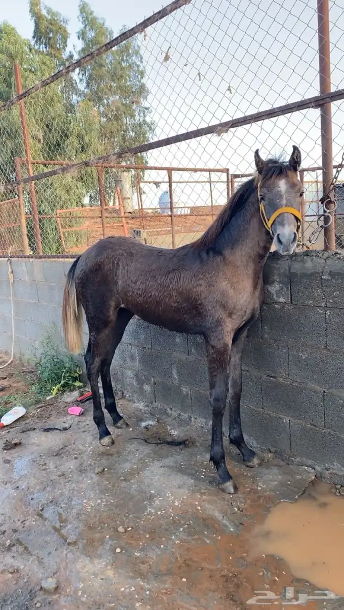 مهره شعبيه شيخه 4
