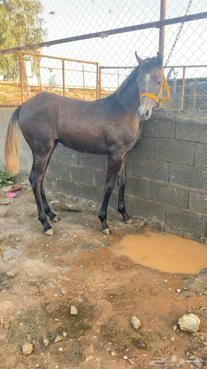مهره شعبيه شيخه 3