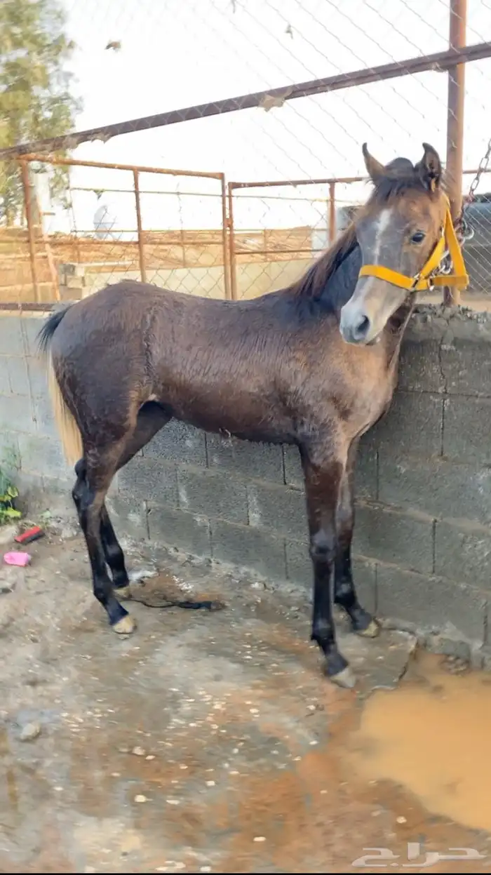 مهره شعبيه شيخه 2