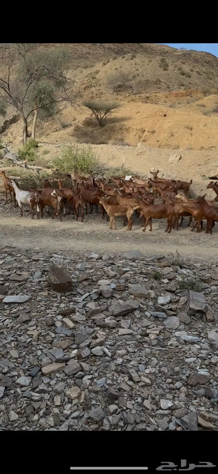 معزا دهم فواخر للبيع 0