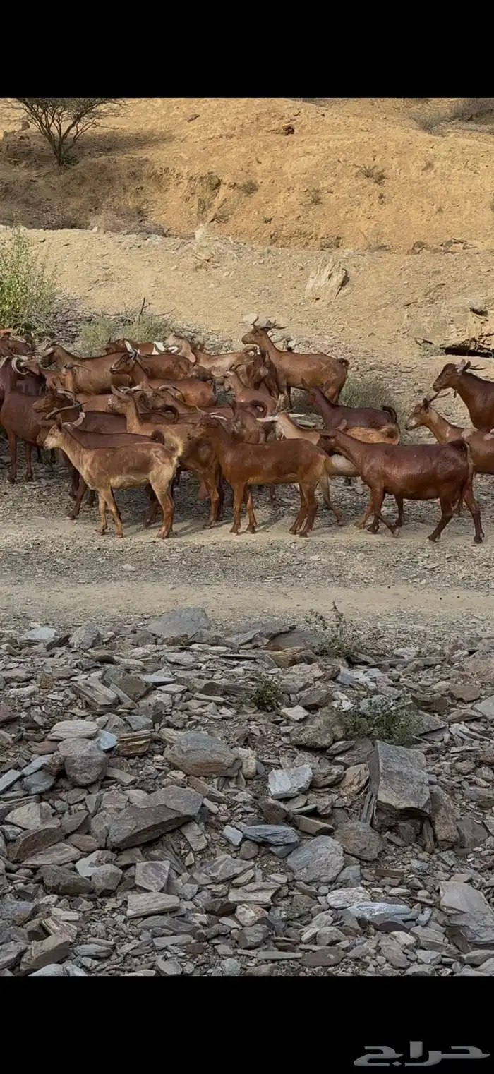 معزا دهم فواخر للبيع 1