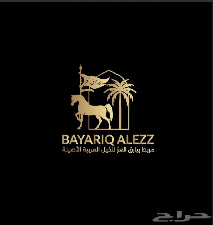 يعلن مربط ( بيارق العز ) للخيل العربية الأصيلة 0